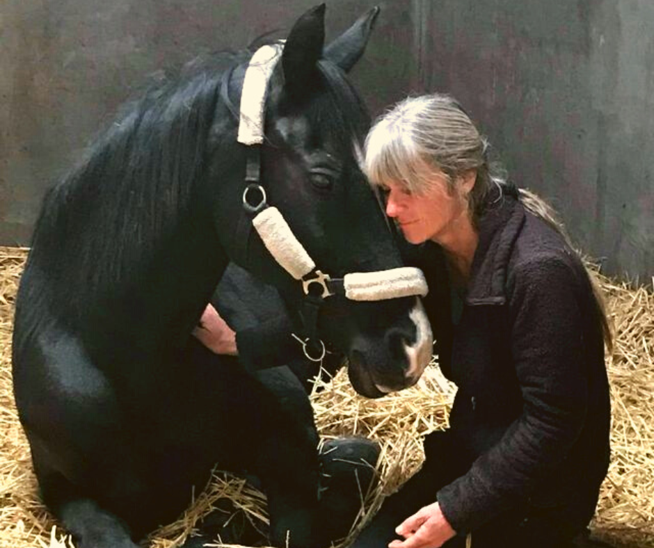 3-inspiring-horse-recovery-stories-after-a-masterson-method-session