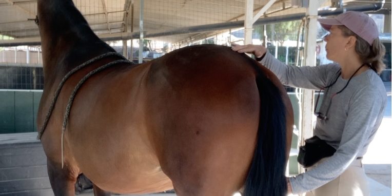 Amelia and Willa featured Bodywork on the horse's hind end to release tension on the sacroiliac joint