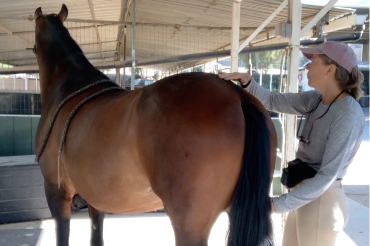 Bodywork on the horse's hind end to release tension on the sacroiliac joint