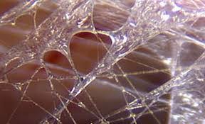 Microscopic photo of fascia