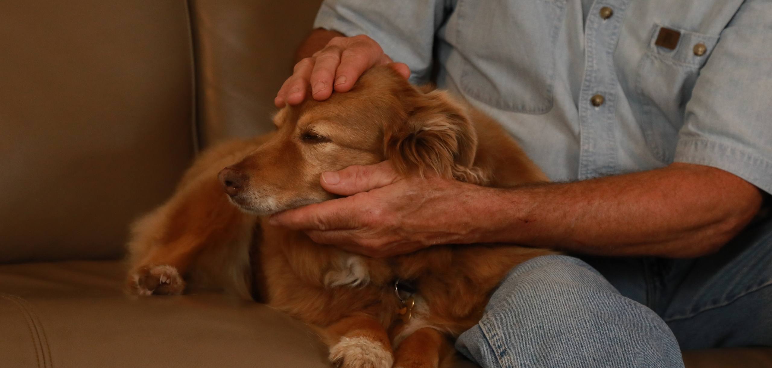 Photo of Jim using light touch on a relaxed dog lying next to him on a couch.