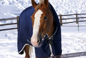 horse blanket snow