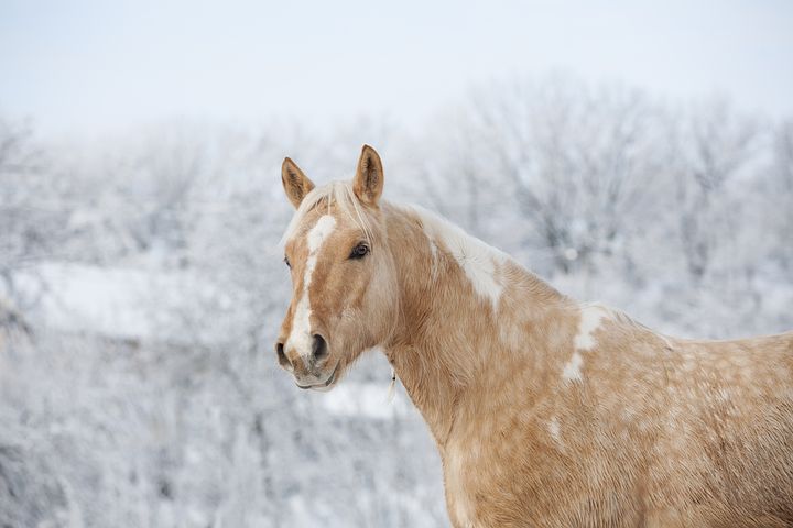 Horse in snow