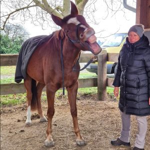 Photo of horse yawning with blanket draped over haunches and bodyworker stepping back.