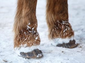 Photo of horse's front hooves with snow packed under them.