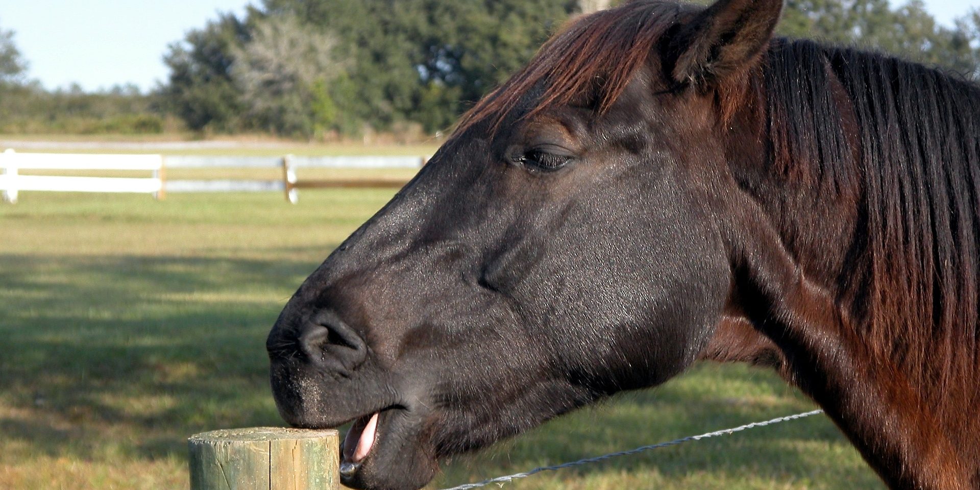 horse-gac0fe78d6_1920