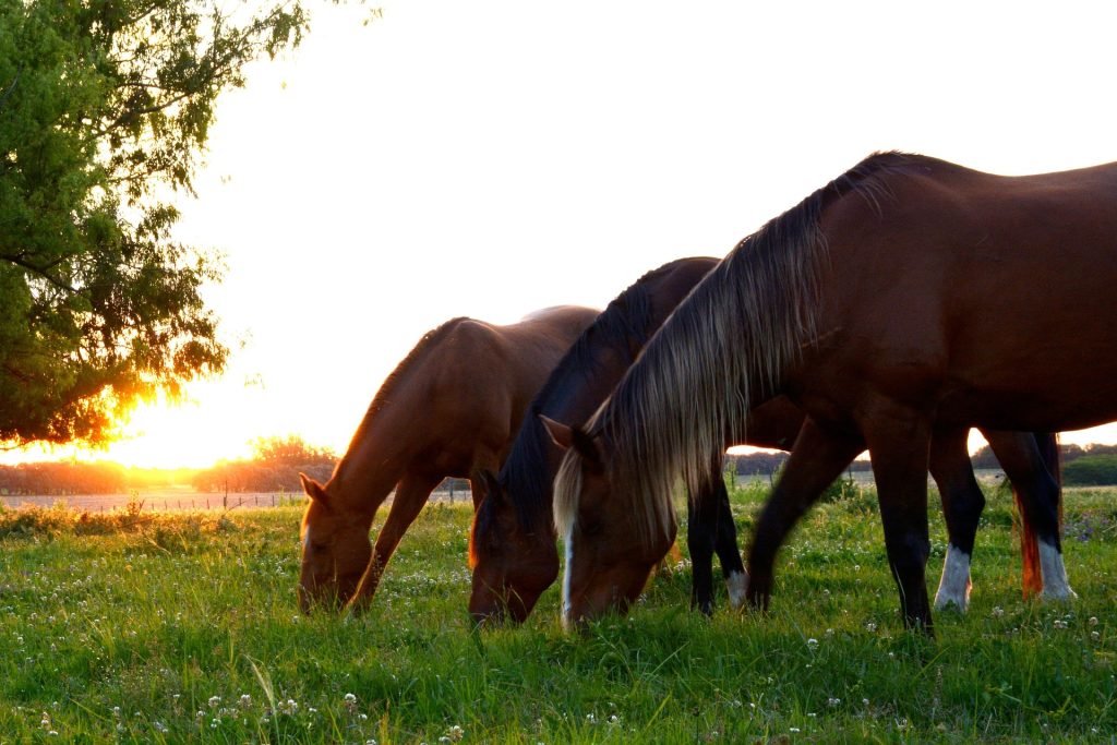 horses grazing at twightlight 