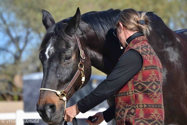 Jillian Kreinbring working in-hand with a horse