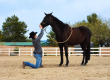 Natural Balance Dentristry practitioner checking the incisor alignment of a horse