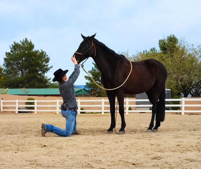 2 Natural Balance Dentristry practitioner checking the incisor alignment of a horse