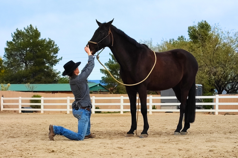 Natural Balance Dentristry practitioner checking the incisor alignment of a horse