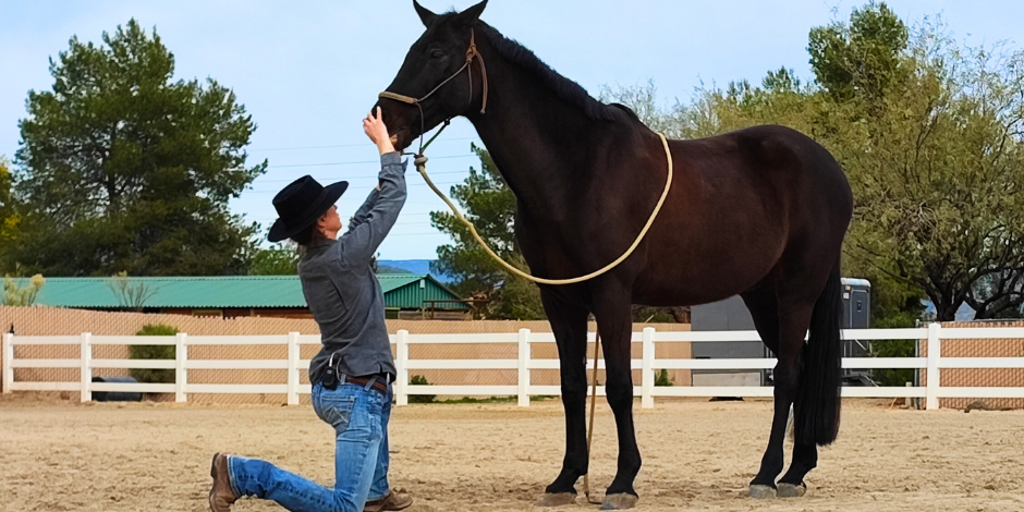 2 Natural Balance Dentristry practitioner checking the incisor alignment of a horse