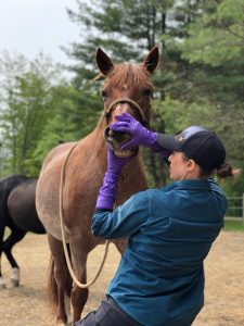 Checking the horse's dental alignment