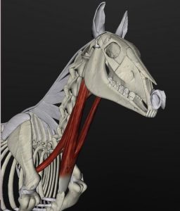Horse's neck muscles linked to hyoid bone