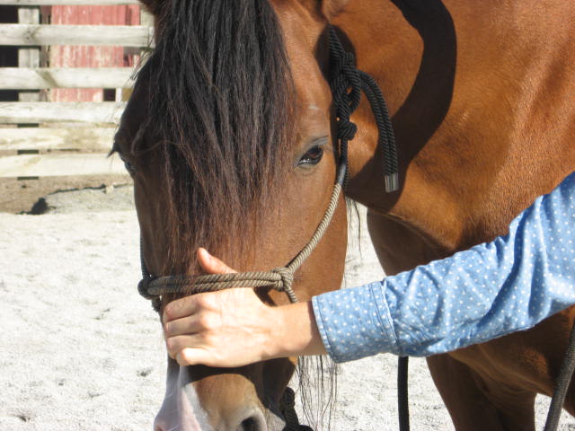 Masterson Method technique with a horse to release tension in the neck