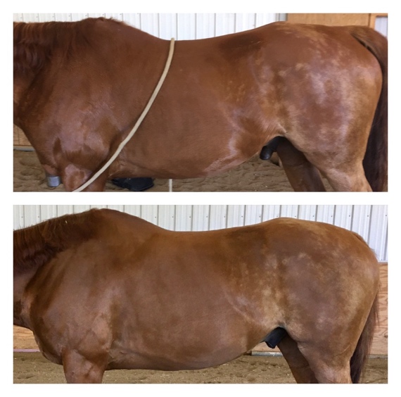 Comparison horse's muscle evolution before and after Masterson Method and Natural Dentistry's treatments