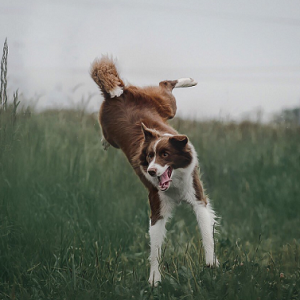 dog-kicking-for-joy