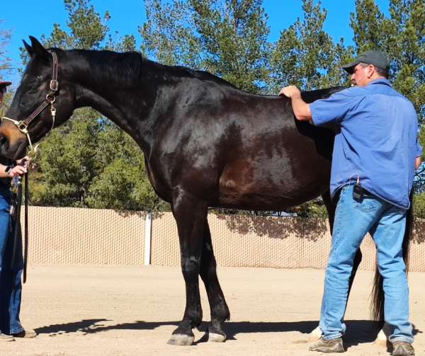 Jim working on a horse