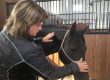 A woman working with a horse.