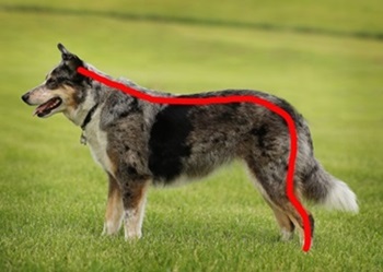 outline of the bladder meridian on a dog