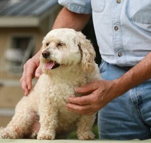 dog-lumbar