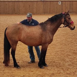 Jim showing back palpation with a horse