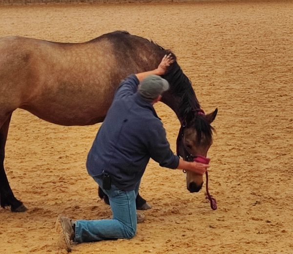 Jim with a horse showing the Lateral Cervical Flexion technique