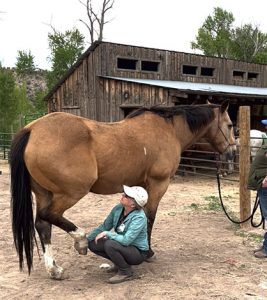 Photo of woman hold horse's right hind leg in a resting position and watching the hip to drop and relax.