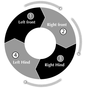 Illustration of the order of work for most horses with predominant right front left hind diagonal: left front, right front, right hind, left hind.