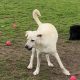 white dog playing with balls