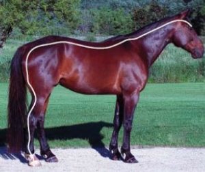 Photo of right side of horse with a line drawn from the right eyeball along the horse's topline down to the hind hoof. 