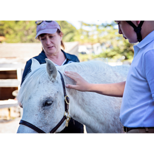 Boy touching relaxed pony with instructor guiding in the background.