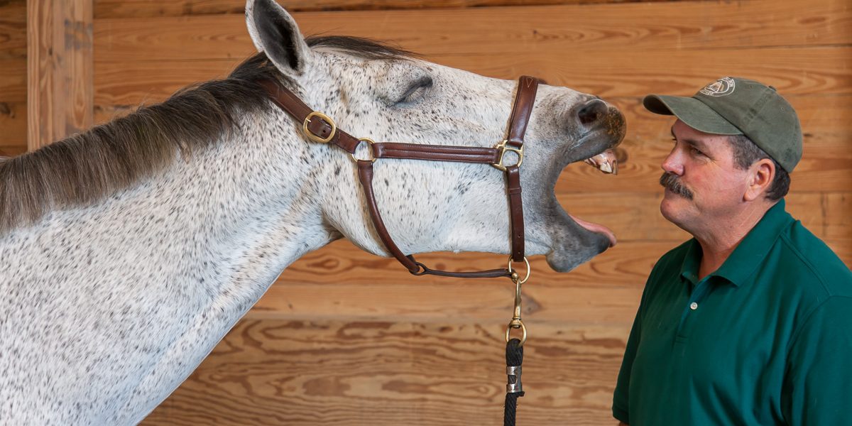 A white horse yawning directly into Jim's face.