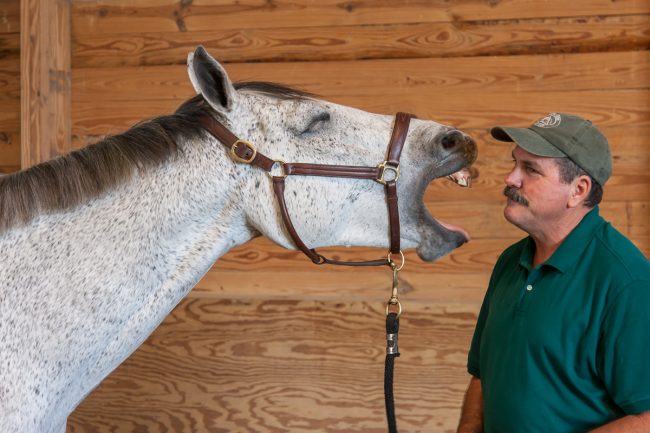 A white horse yawning directly into Jim's face.