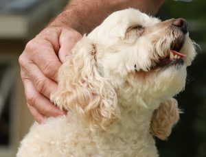 man touching bladder meridian on a dog