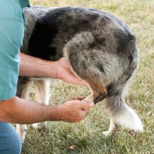 demonstration of Hind Leg Flexion technique.