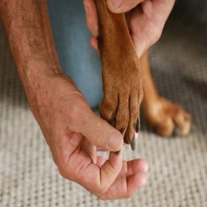 demonstrating Toe Mobilization technique