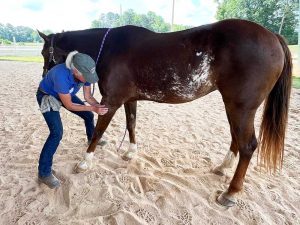 Sandy Vreeburg relaxing the horse's scapula.