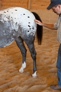 Jim is gently asking the horse to step over with his hind legs with just his fingertips.