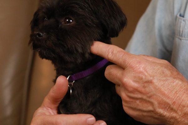 man lightly touching dog's TMJ