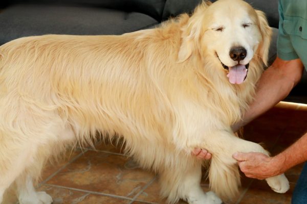 Man lightly supporting the dog's front leg weight.