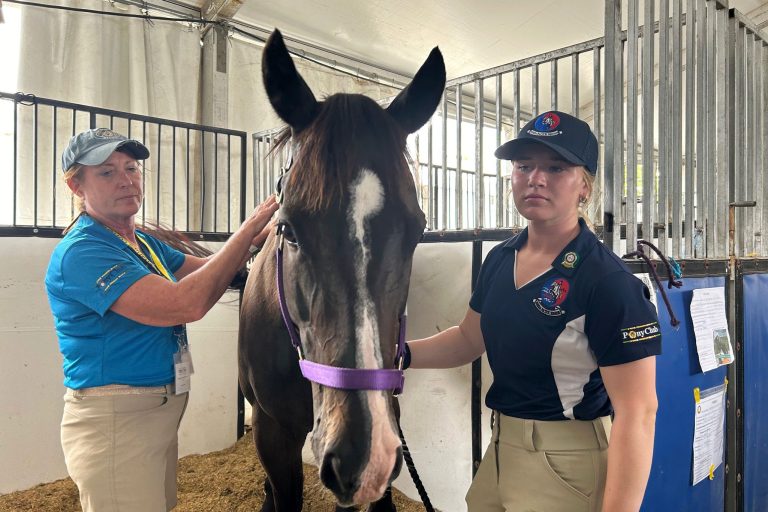 Photo of horse receiving Masterson Method bodywork in a stall.