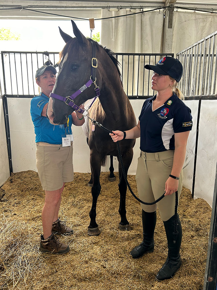 Photo of horse in a stall receiving bodywork.