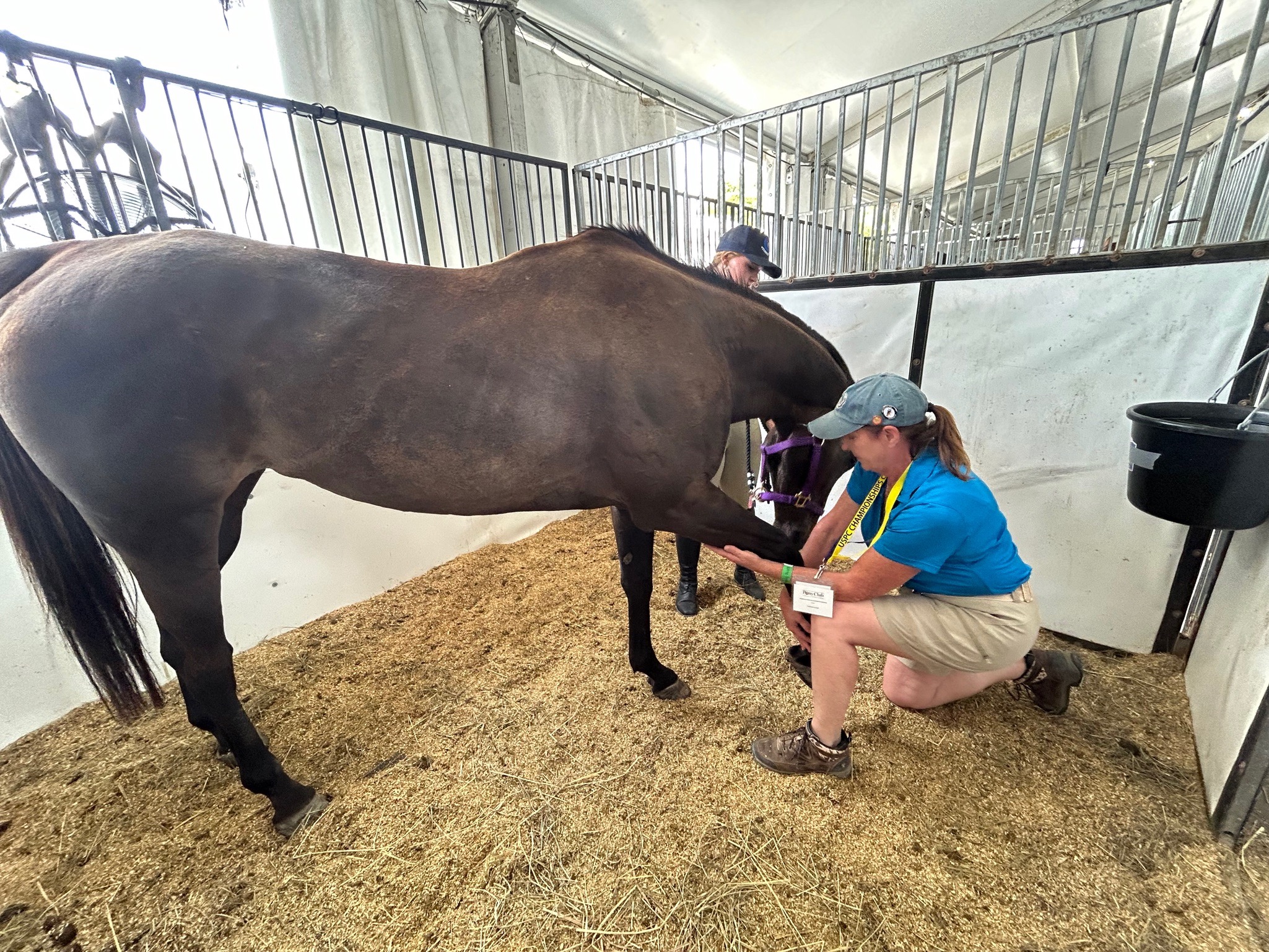 Woman releasing horse's scapula in a bodywork session.