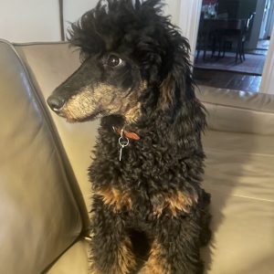 Jupiter as a puppy