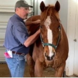 man touching horse's back