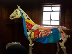 Photo of prop skeleton used to teach muscle anatomy on the horse.