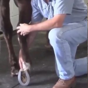 The Masterson Method Hind Leg Down and Back