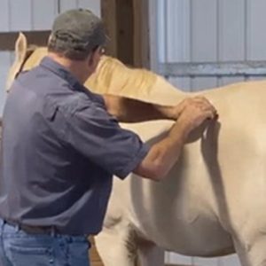 The Masterson Method Hind End Points image.