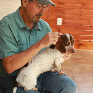 Canine Massage with Jim Masterson